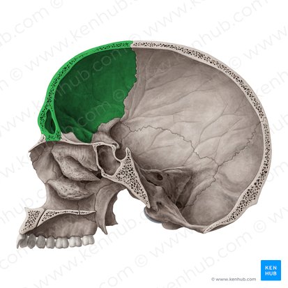 Frontal bone (Os frontale); Image: Yousun Koh