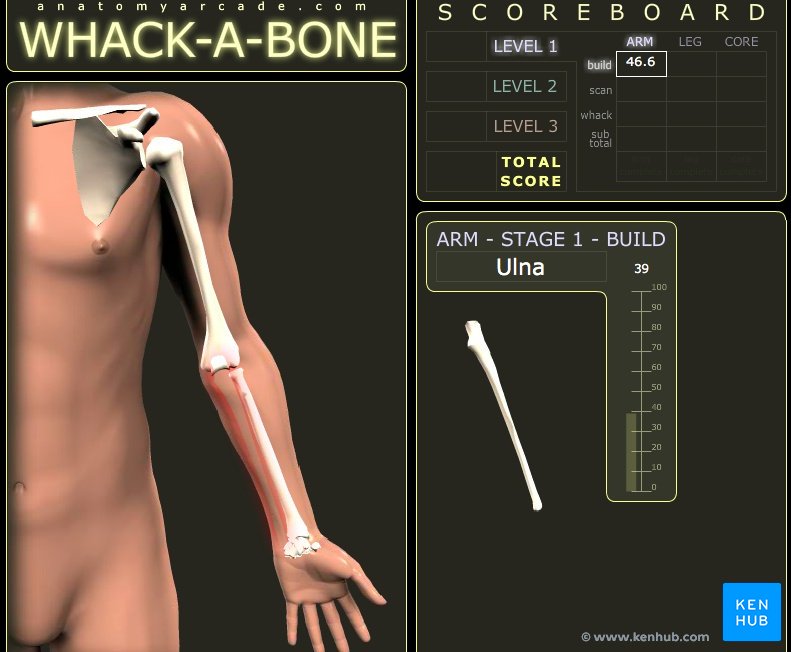 Anatomy Arcade II