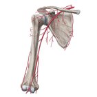 Main arteries of the upper limb