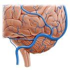 Occipital sinus