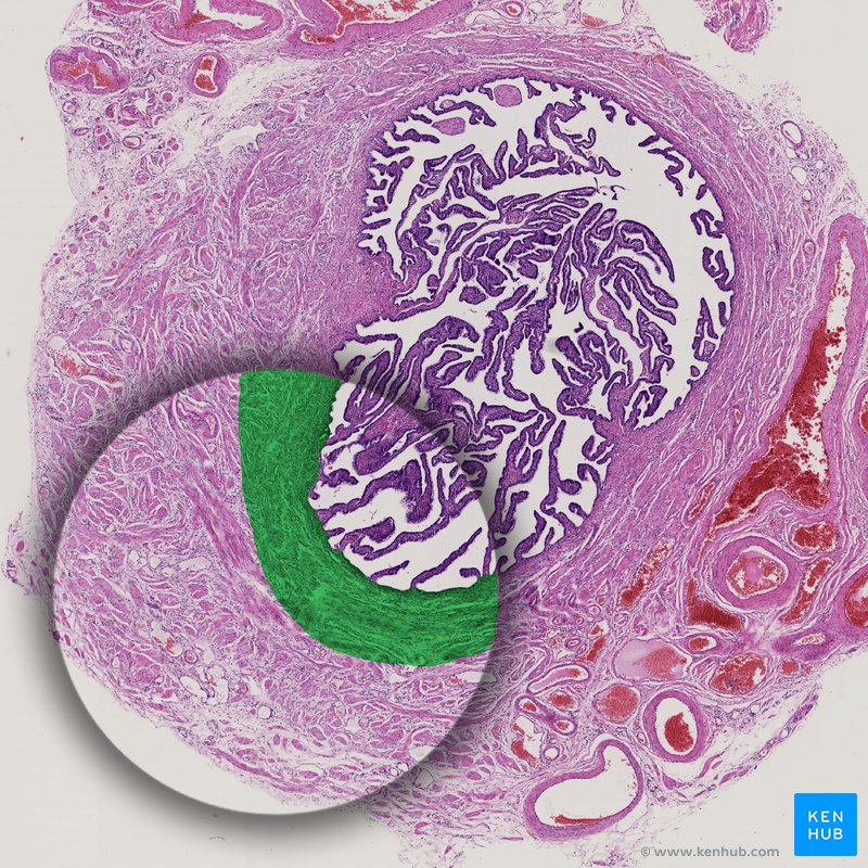 Inner circular smooth muscle layer - Histological slide