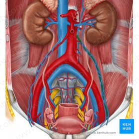 Left ovarian artery (Arteria ovarica sinistra); Image: Irina Münstermann