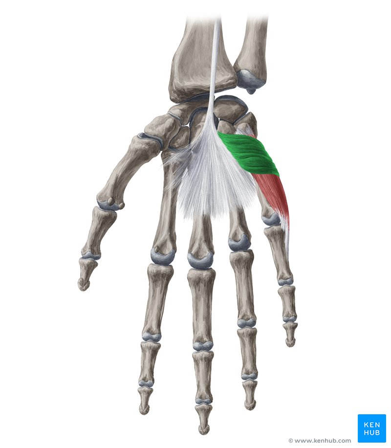 Palmaris brevis muscle (Musculus palmaris brevis)