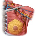 Lymphatic drainage of the breast