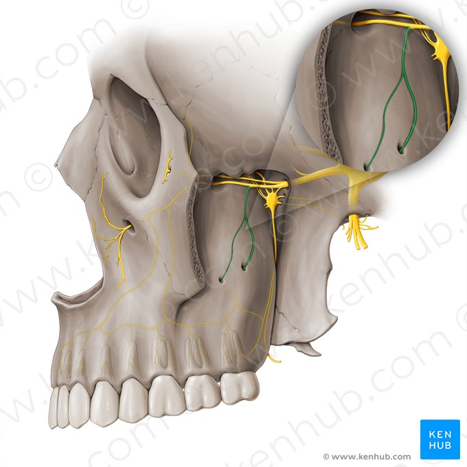 Nervo alveolar superior posterior (Nervus alveolaris superior posterior); Imagem: Paul Kim