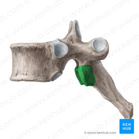 Inferior articular process of vertebra (Processus articularis inferior vertebrae); Image: Liene Znotina