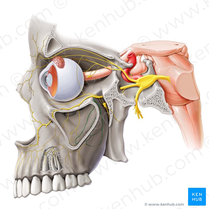 Posterior superior alveolar nerve (Nervus alveolaris superior posterior); Image: Paul Kim