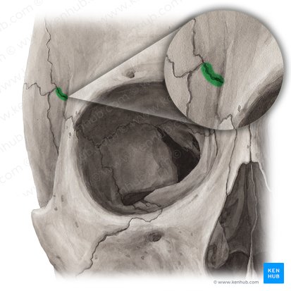 Sphenofrontal suture (Sutura sphenofrontalis); Image: Yousun Koh