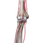 Common interosseous artery