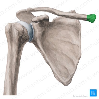 Extremidad esternal de la clavícula (Extremitas sternalis claviculae); Imagen: Yousun Koh