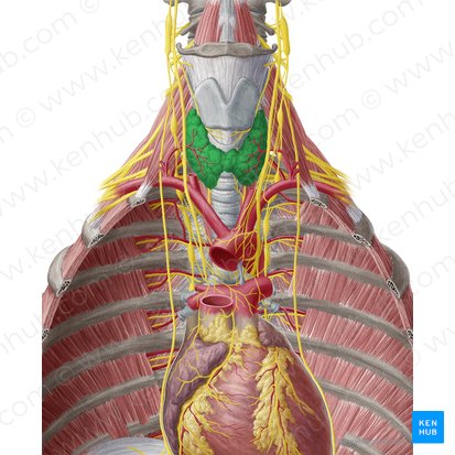 Glándula tiroides (Glandula thyroidea); Imagen: Yousun Koh