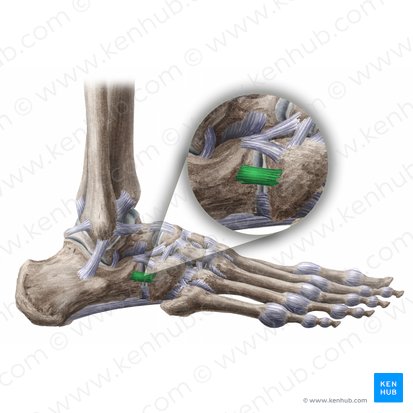 Ligamentum calcaneocuboideum dorsale (Rückseitiges Fersenbein-Würfelbein-Band); Bild: Liene Znotina