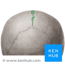 Sagittal suture best sale