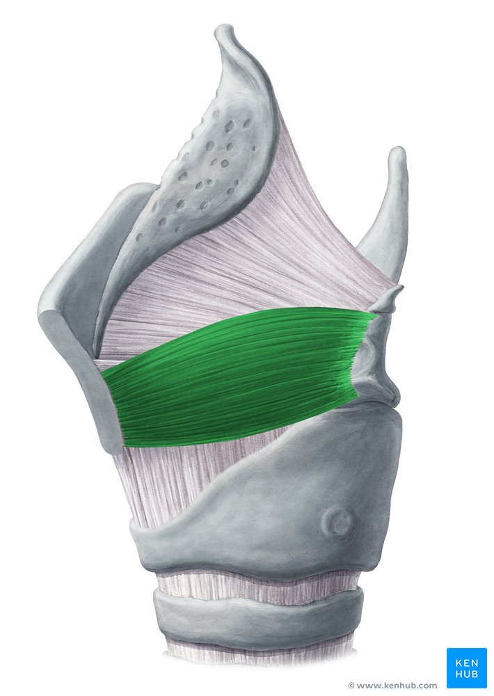 M. thyroarytenoideus Anatomie und Funktion Kenhub