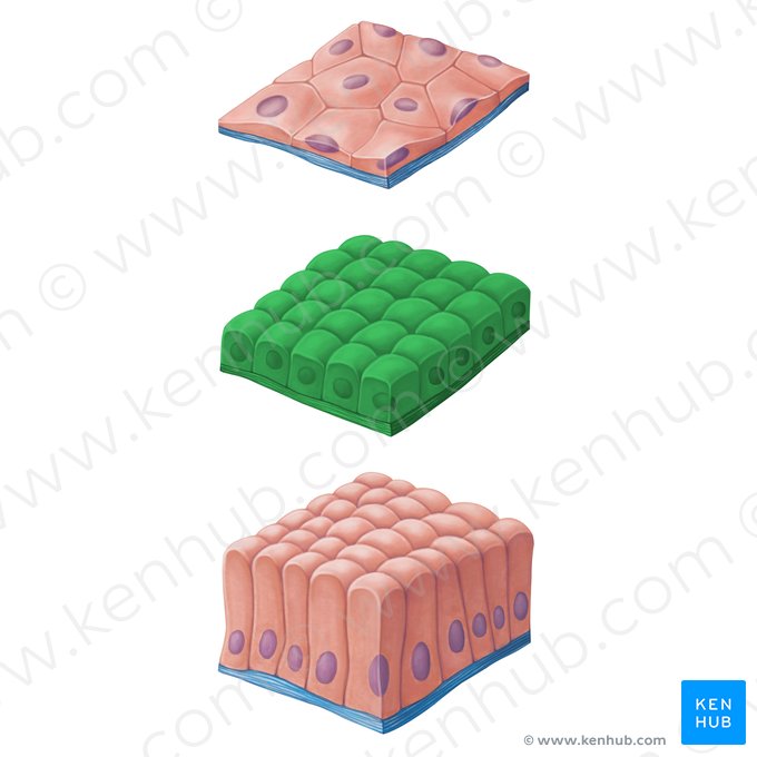 Epitélio cúbico simples (Epithelium simplex cuboideum); Imagem: Irina Münstermann