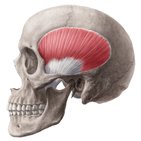 Temporal muscle