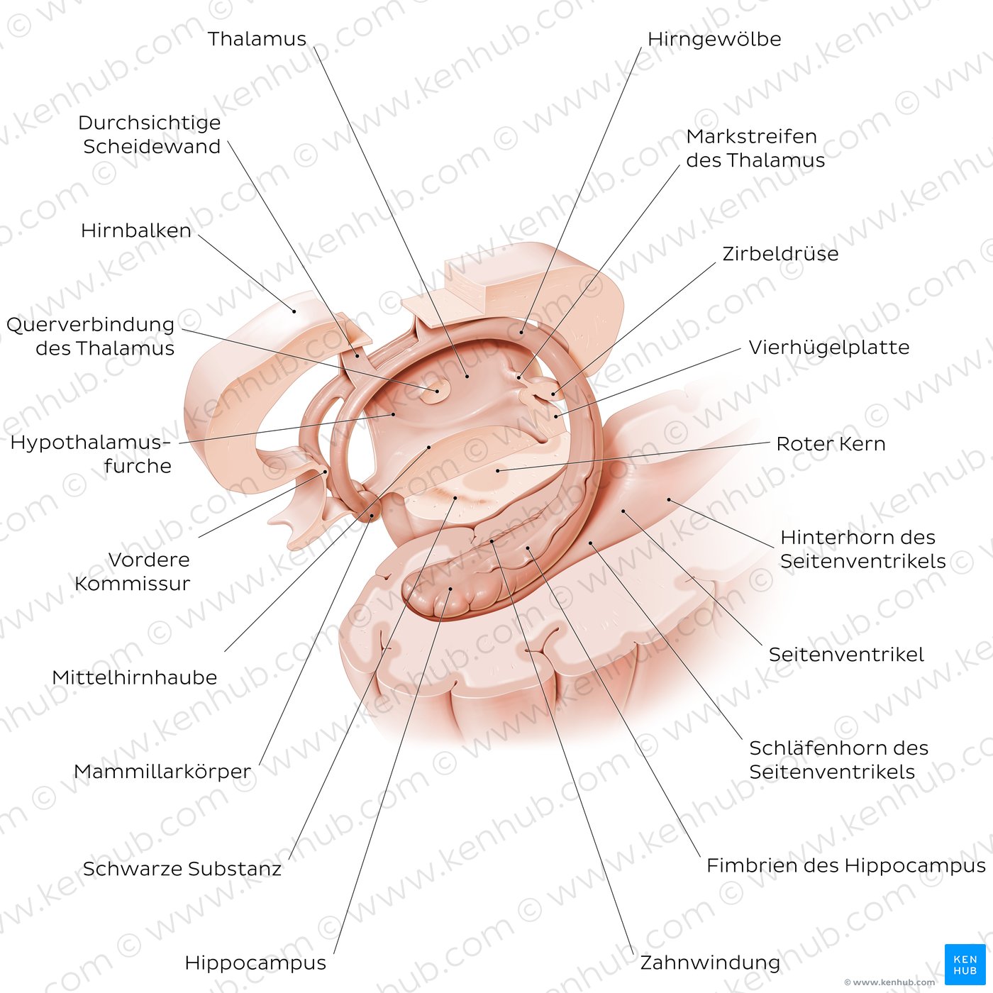 Hippocampus und Fornix