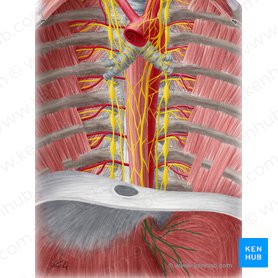 Plexo gástrico anterior (Plexus gastricus anterior); Imagen: Yousun Koh