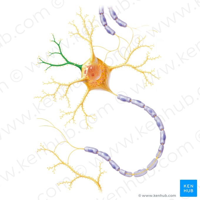 Dendritic branch (Ramus dendriticus); Image: Paul Kim