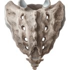 Sacrum