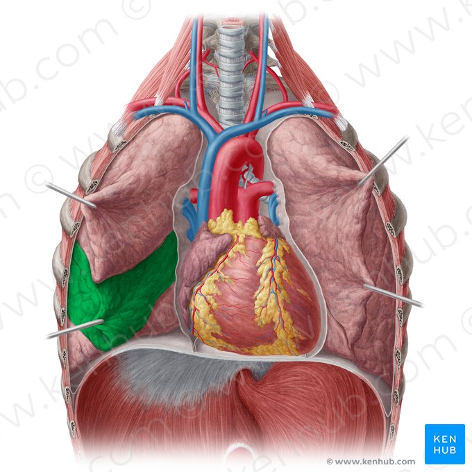 Lobo médio do pulmão direito (Lobus medius pulmonis dextri); Imagem: Yousun Koh