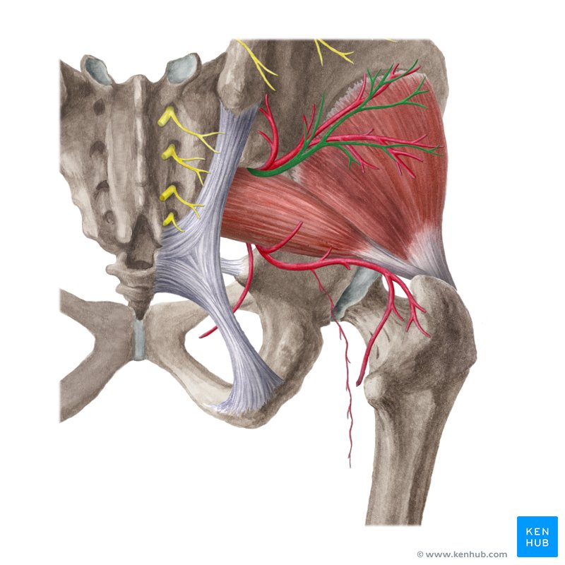 Tensor fasciae Latae muscle