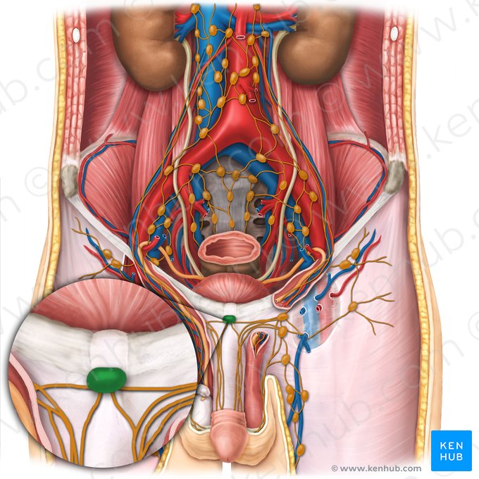 Prepubic lymph node (Nodus lymphoideus prepubicus); Image: Esther Gollan