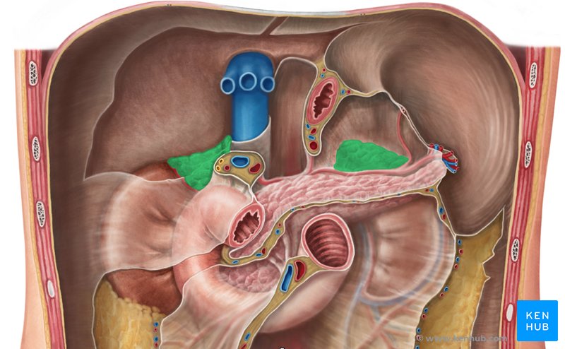 Adrenal Glands