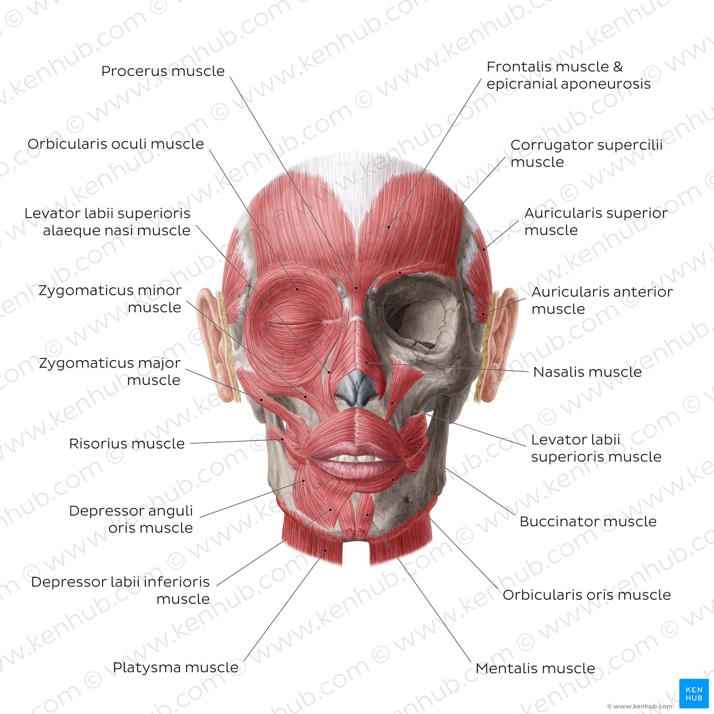 Facial Muscles: Anatomy, Function And Clinical Cases | Kenhub
