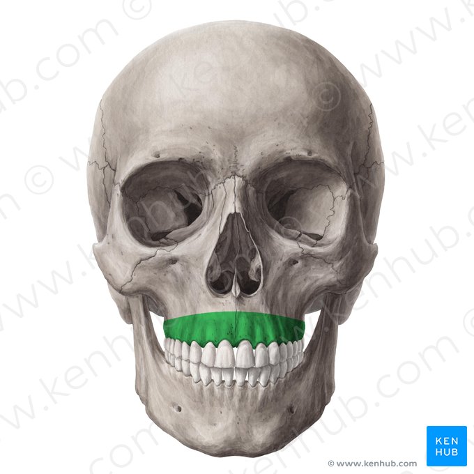 Processo alveolar da maxila (Processus alveolaris maxillae); Imagem: Yousun Koh