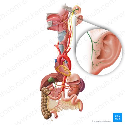 Ramo auricular del nervio vago (Ramus auricularis nervi vagi); Imagen: Paul Kim
