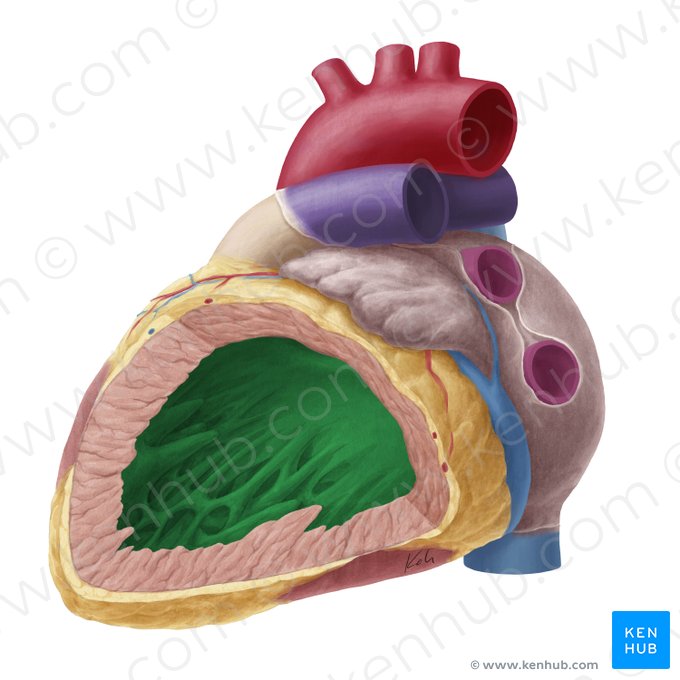 Ventrículo esquerdo do coração (Ventriculus sinister cordis); Imagem: Yousun Koh
