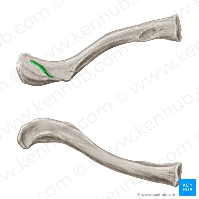 Linha trapezoide da clavícula (Linea trapezoidea claviculae); Imagem: Samantha Zimmerman