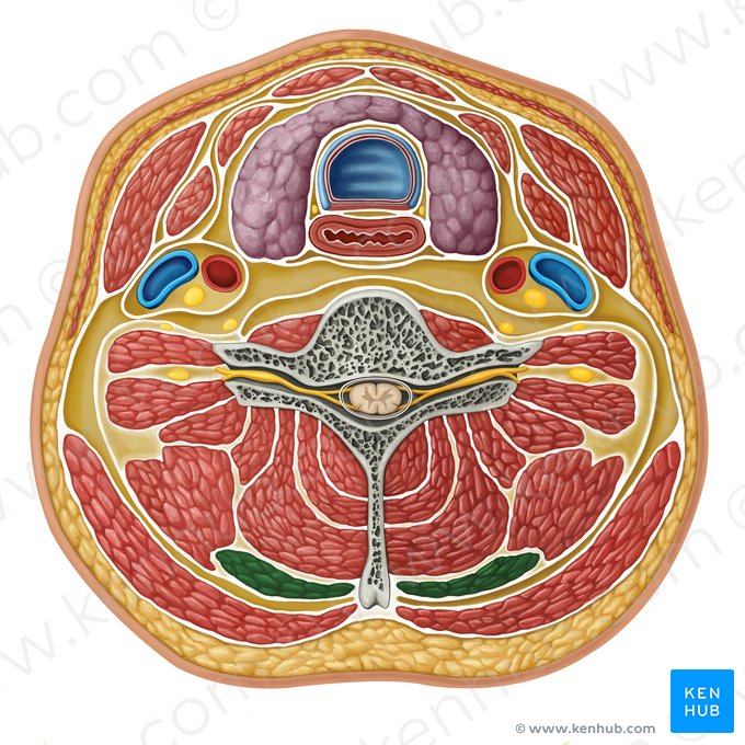 Músculo esplenio de la cabeza (Musculus splenius capitis); Imagen: Irina Münstermann