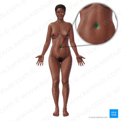 Ombligo (Umbilicus); Imagen: Paul Kim