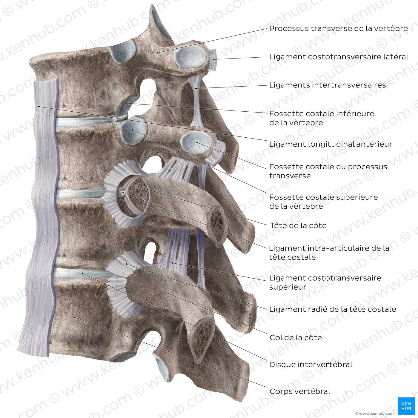 Costovertebral joints (lateral view)