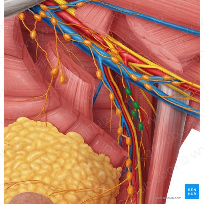 Subscapular axillary lymph nodes (Nodi lymphoidei axillares posteriores); Image: Samantha Zimmerman