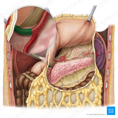 Right gastroomental artery (Arteria gastroomentalis dextra); Image: Esther Gollan