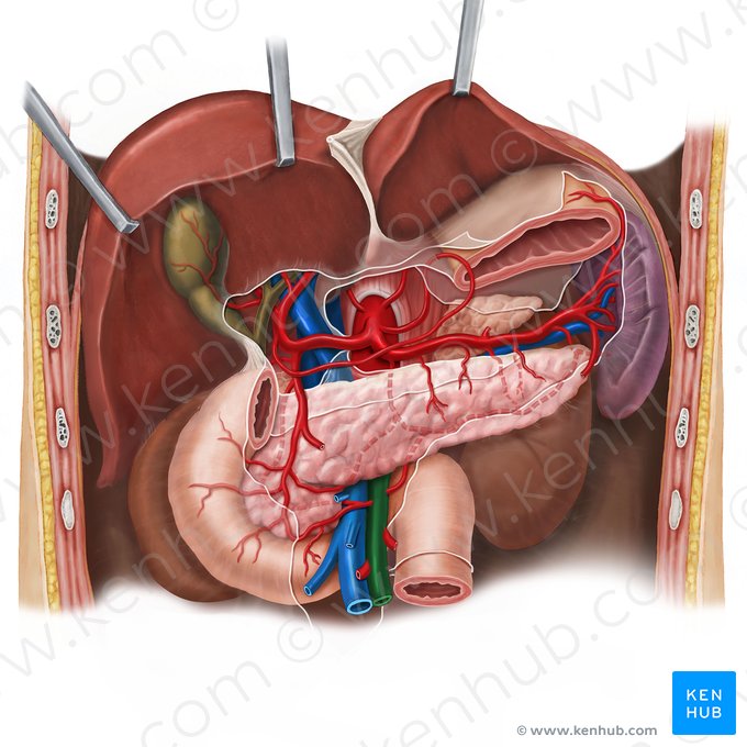 Arteria mesentérica superior (Arteria mesenterica superior); Imagen: Esther Gollan