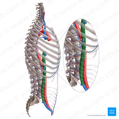 Vena cava inferior (Untere Hohlvene); Bild: Paul Kim