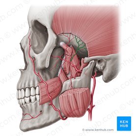Posterior deep temporal artery (Arteria temporalis profunda posterior); Image: Paul Kim