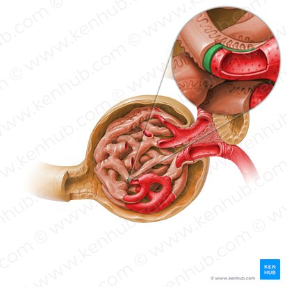 Membrana basal glomerular (Membrana basalis); Imagen: Paul Kim