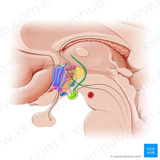 Fascículo mamilotalâmico (Fasciculus mammillothalamicus); Imagem: Paul Kim