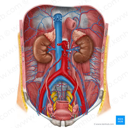 Sistema urinário (Urinary system); Imagem: Irina Münstermann