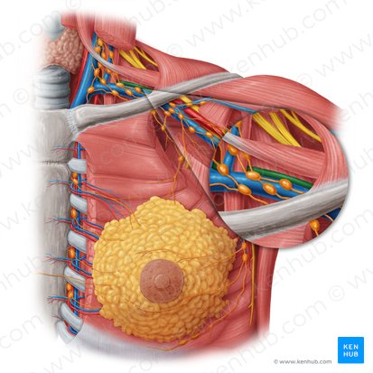 Left subclavian artery (Arteria subclavia sinistra); Image: Samantha Zimmerman