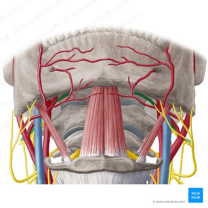 Nervo hipoglosso (Nervus hypoglossus); Imagem: Yousun Koh
