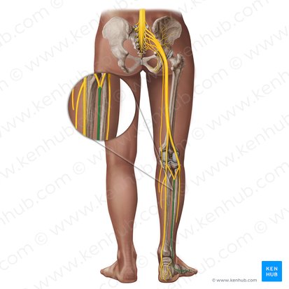 Sural nerve (Nervus suralis); Image: Irina Münstermann