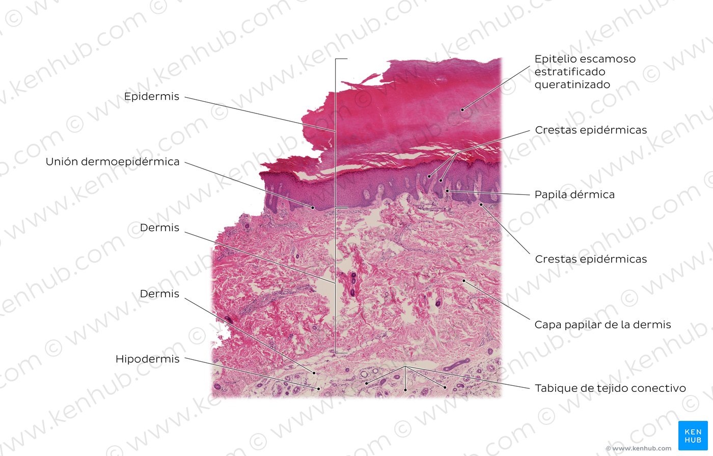 7th edition apa format reference page