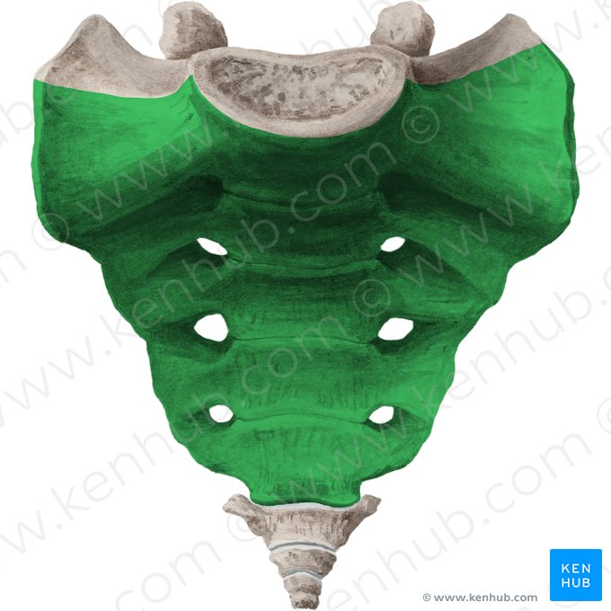 Cara pelviana del sacro (Facies pelvica ossis sacri); Imagen: Liene Znotina
