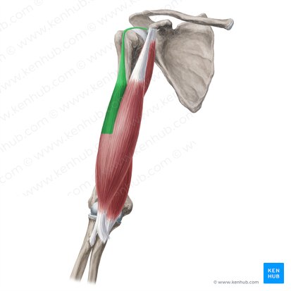 Caput longum musculi bicipitis brachii (Langer Kopf des zweiköpfigen Oberarmmuskels); Bild: Yousun Koh